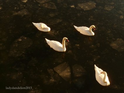Swans in the icy Strömmen