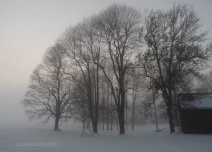 translucent misty trees