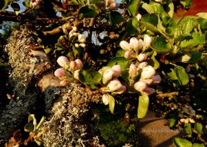 apple blossom and moss